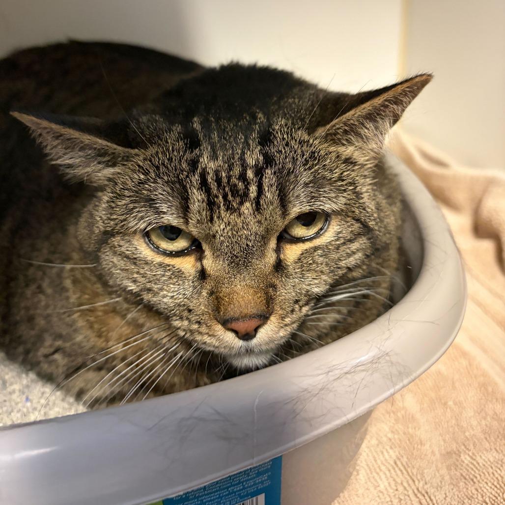 Alice, Adoptable, Adult Female Domestic Short Hair.