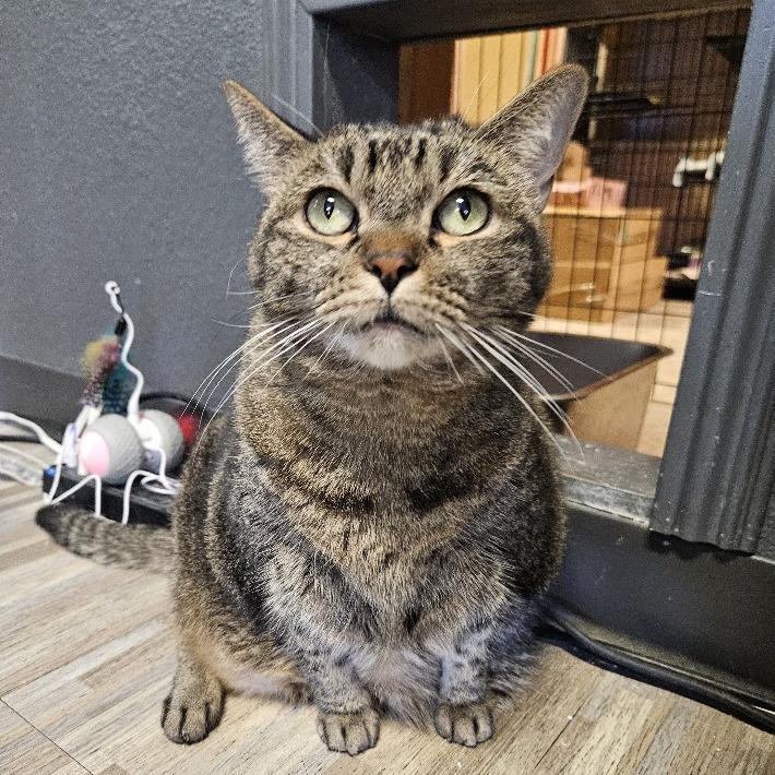 Enlarge Alice, a Adoptable Domestic Short Hair in Las Vegas, NV image 2/6