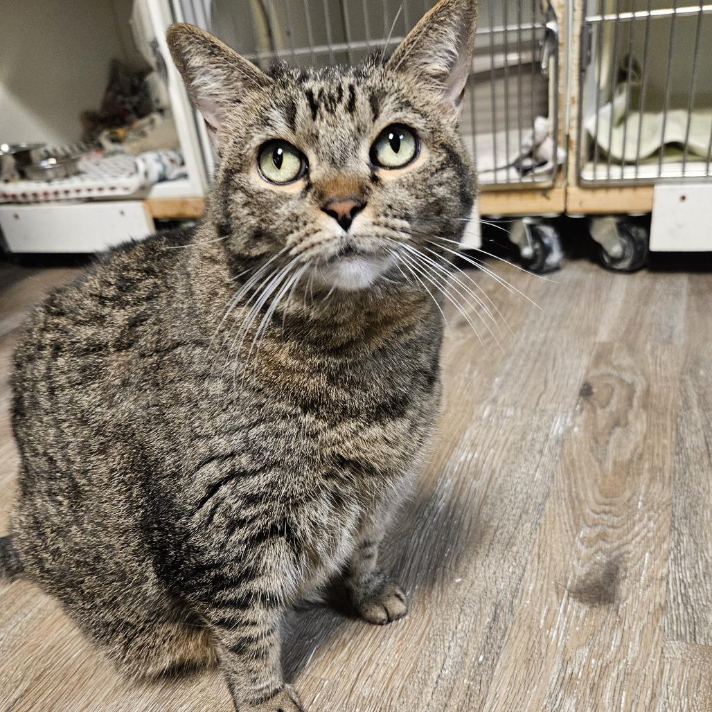 Enlarge Alice, a Adoptable Domestic Short Hair in Las Vegas, NV image 3/6