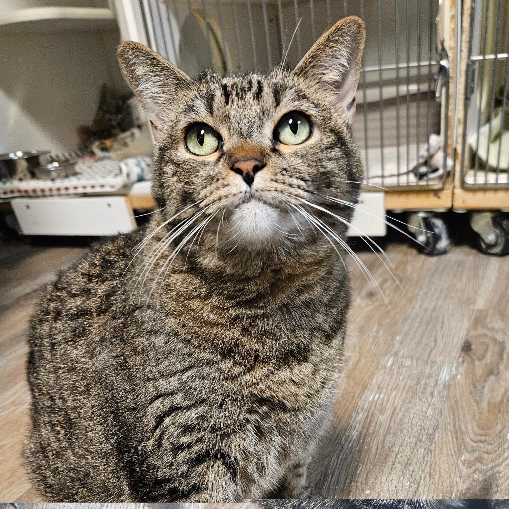 Enlarge Alice, a Adoptable Domestic Short Hair in Las Vegas, NV image 4/6