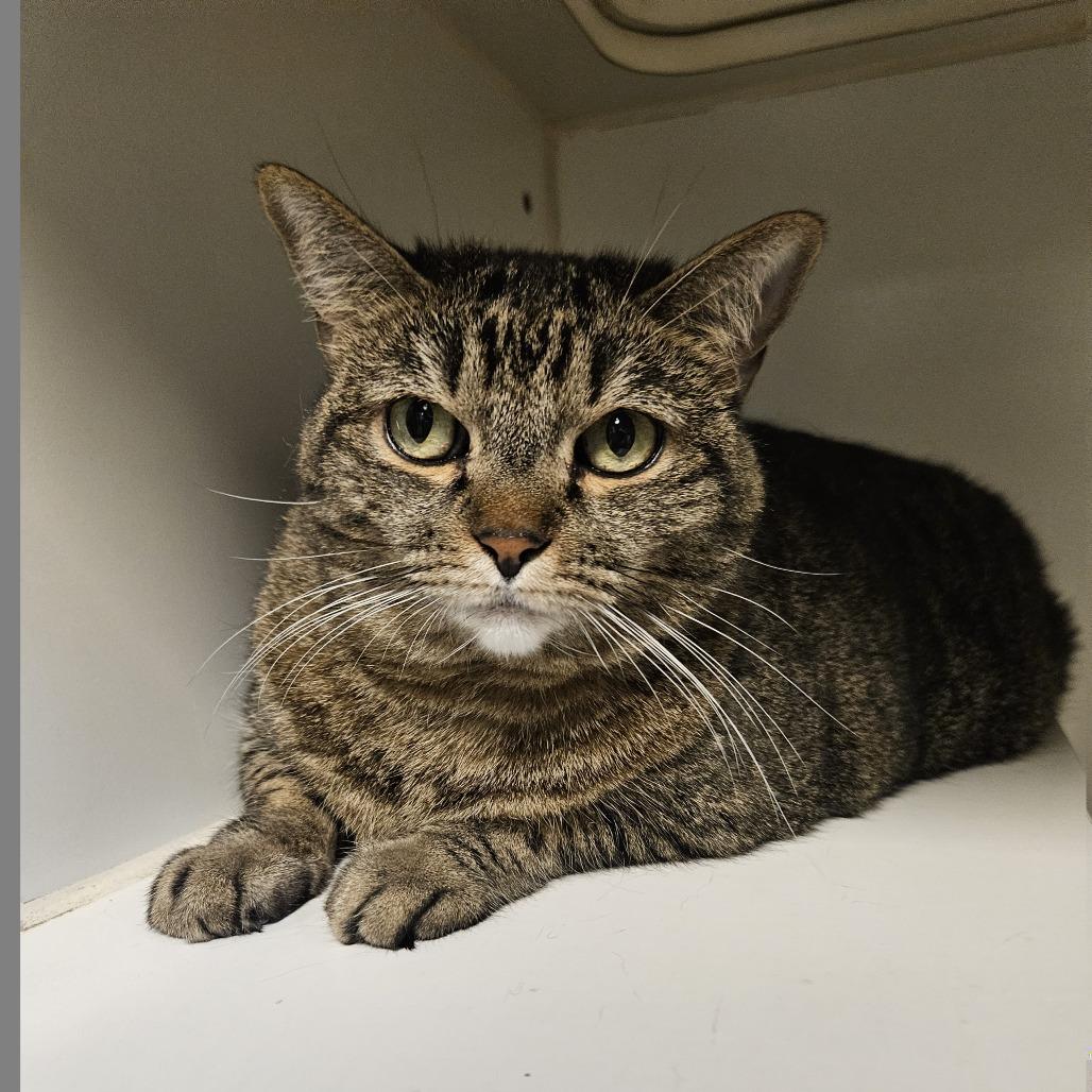Enlarge Alice, a Adoptable Domestic Short Hair in Las Vegas, NV image 6/6