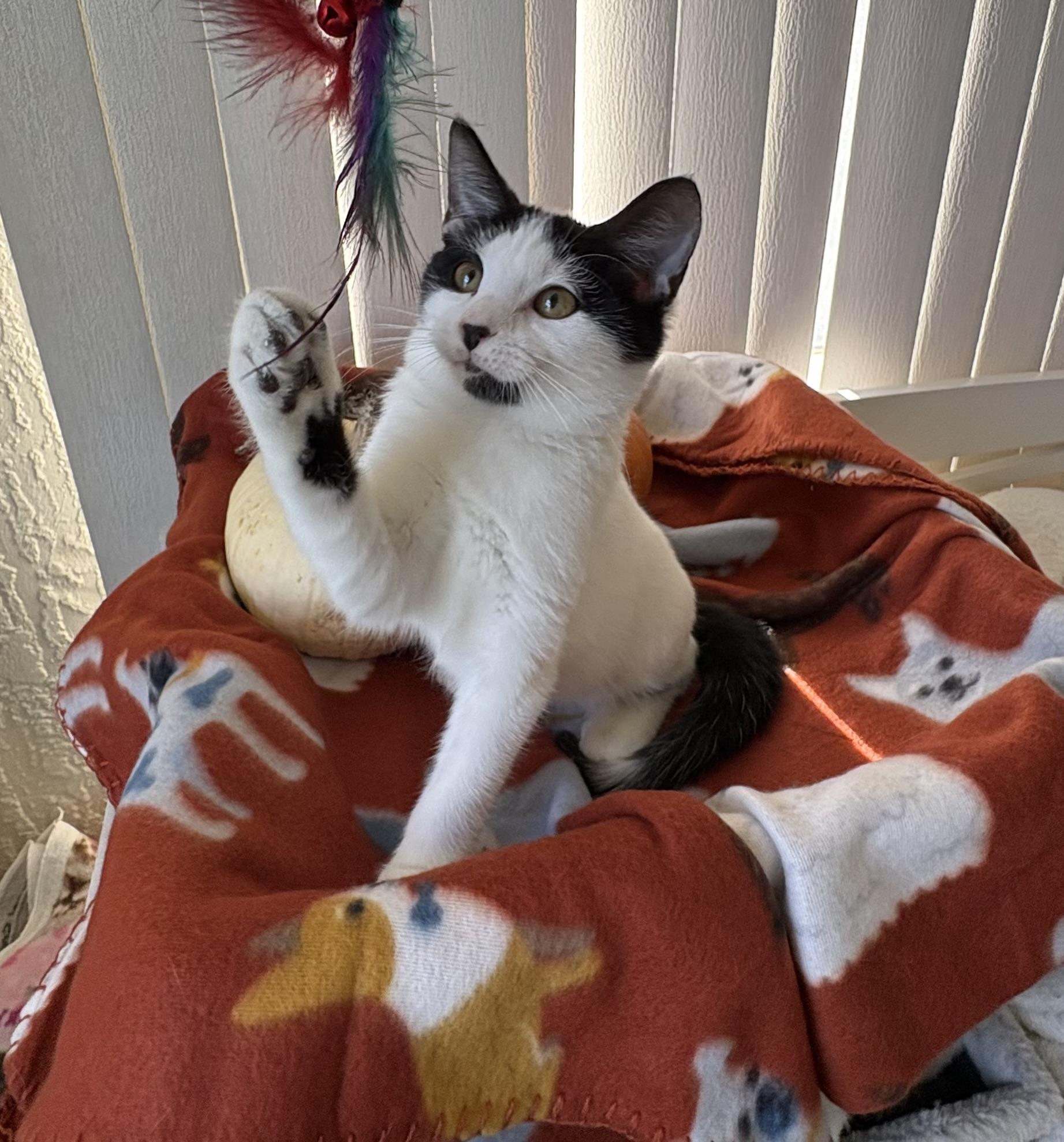 Enlarge Roo, a Adoptable Domestic Medium Hair in Brooksville, FL image 1/5