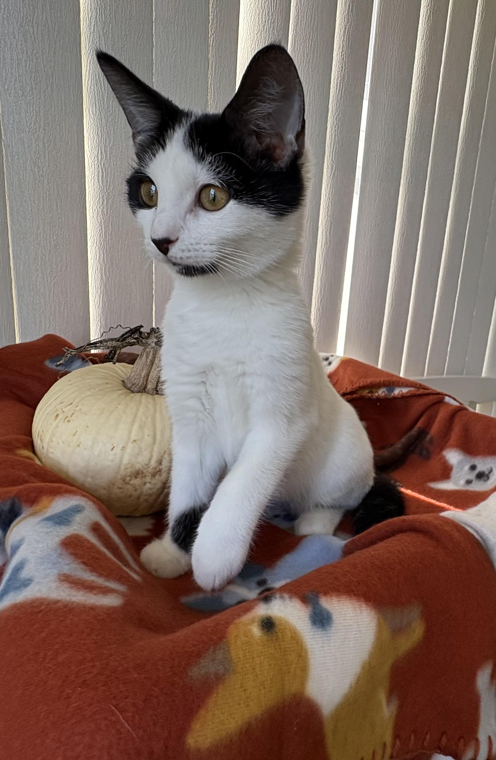 Enlarge Roo, a Adoptable Domestic Medium Hair in Brooksville, FL image 2/5