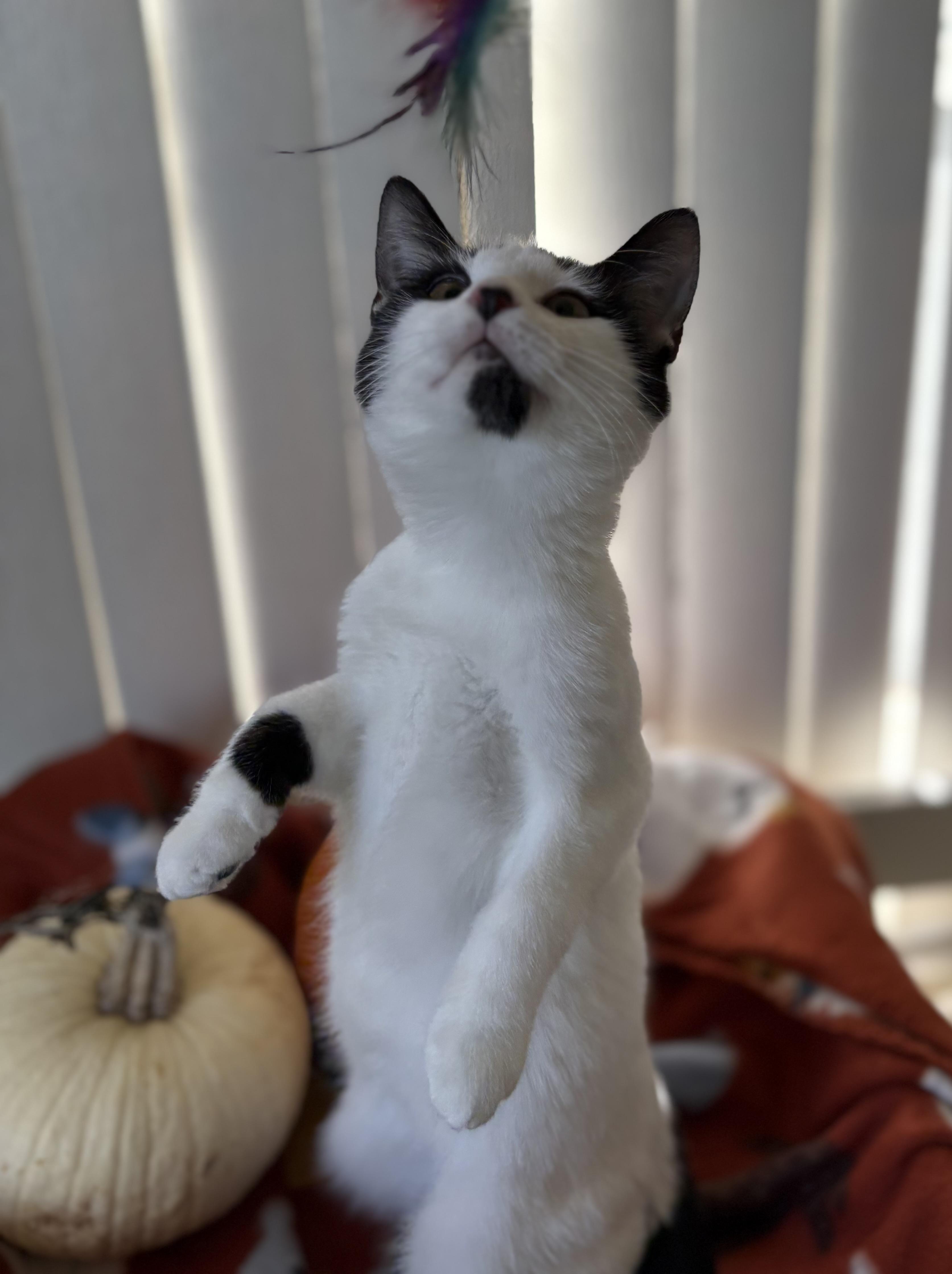 Enlarge Roo, a Adoptable Domestic Medium Hair in Brooksville, FL image 3/5