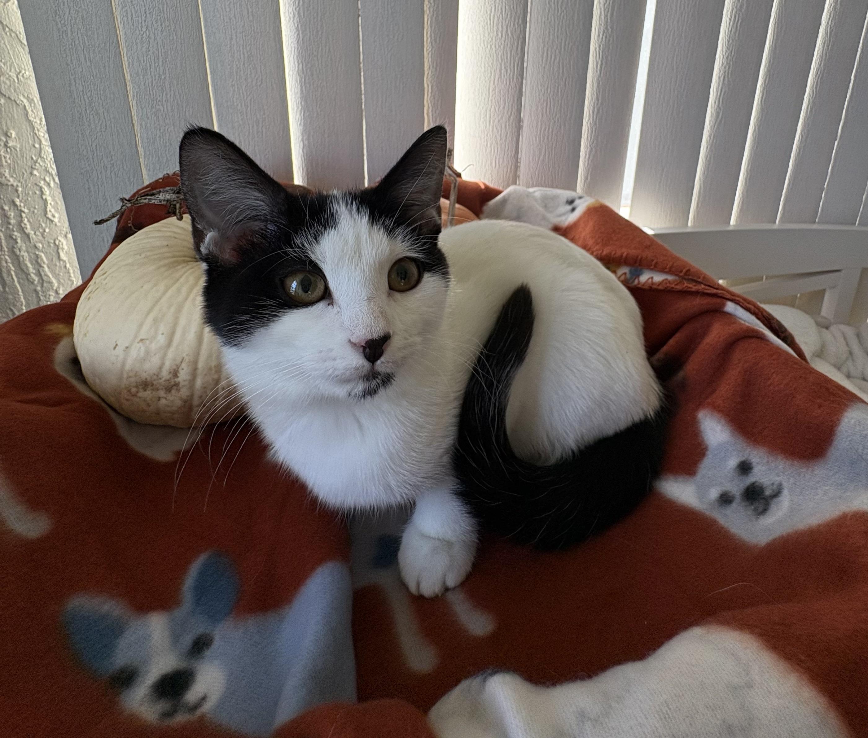 Enlarge Roo, a Adoptable Domestic Medium Hair in Brooksville, FL image 4/5