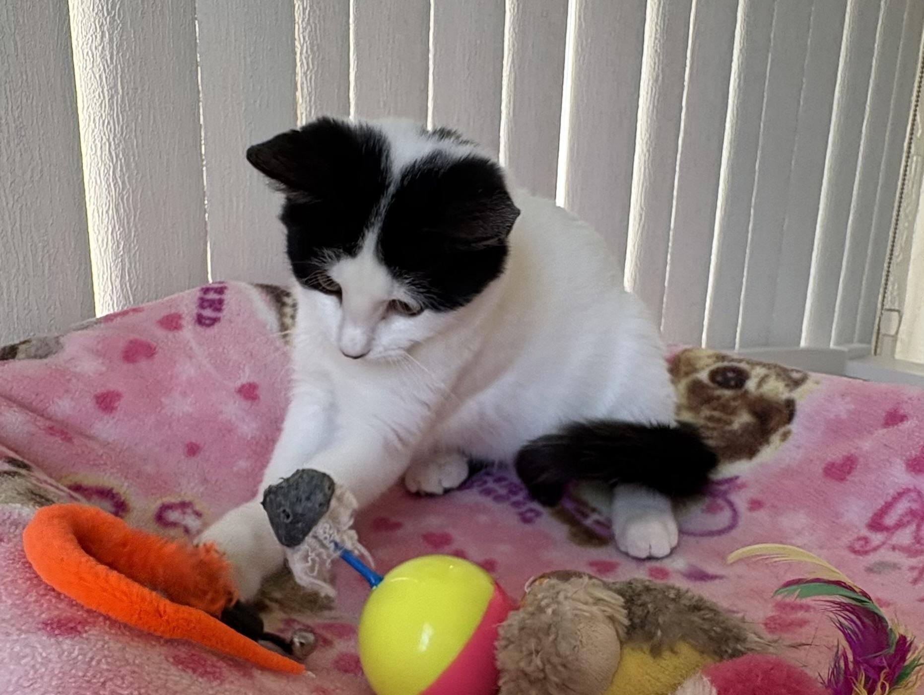 Roo, Adoptable, Young Female Domestic Medium Hair.