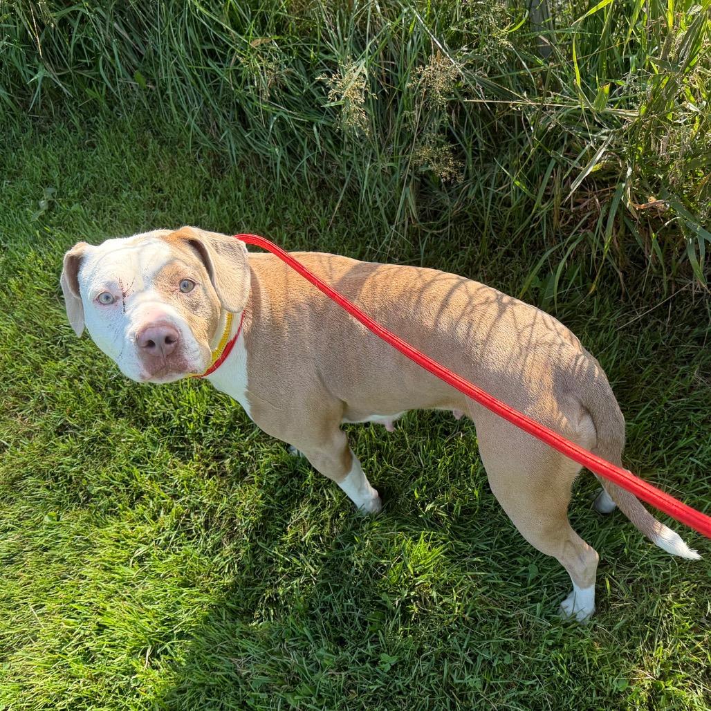 Enlarge Bella, a Adoptable American Staffordshire Terrier in Blair, WI image 2/2