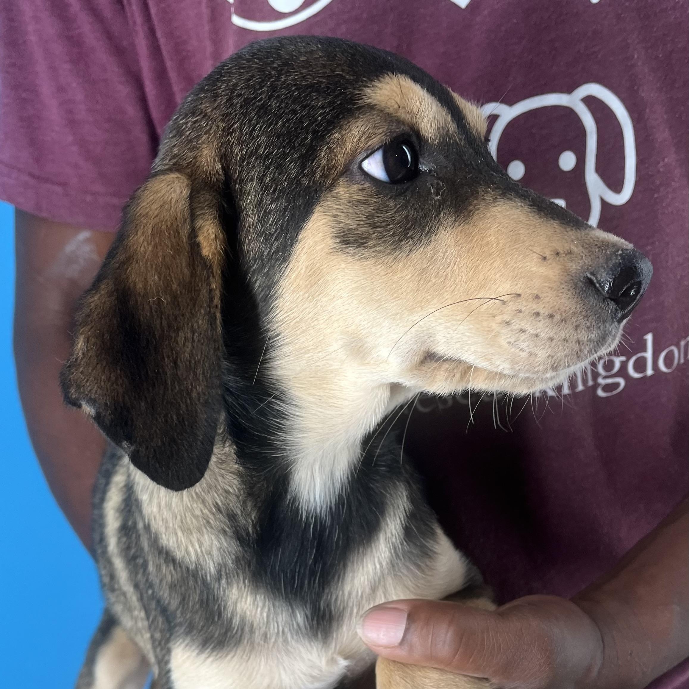 Enlarge Denton - Local March 13-15, an adoptable mixed breed in Beaverton , OR image 2/6