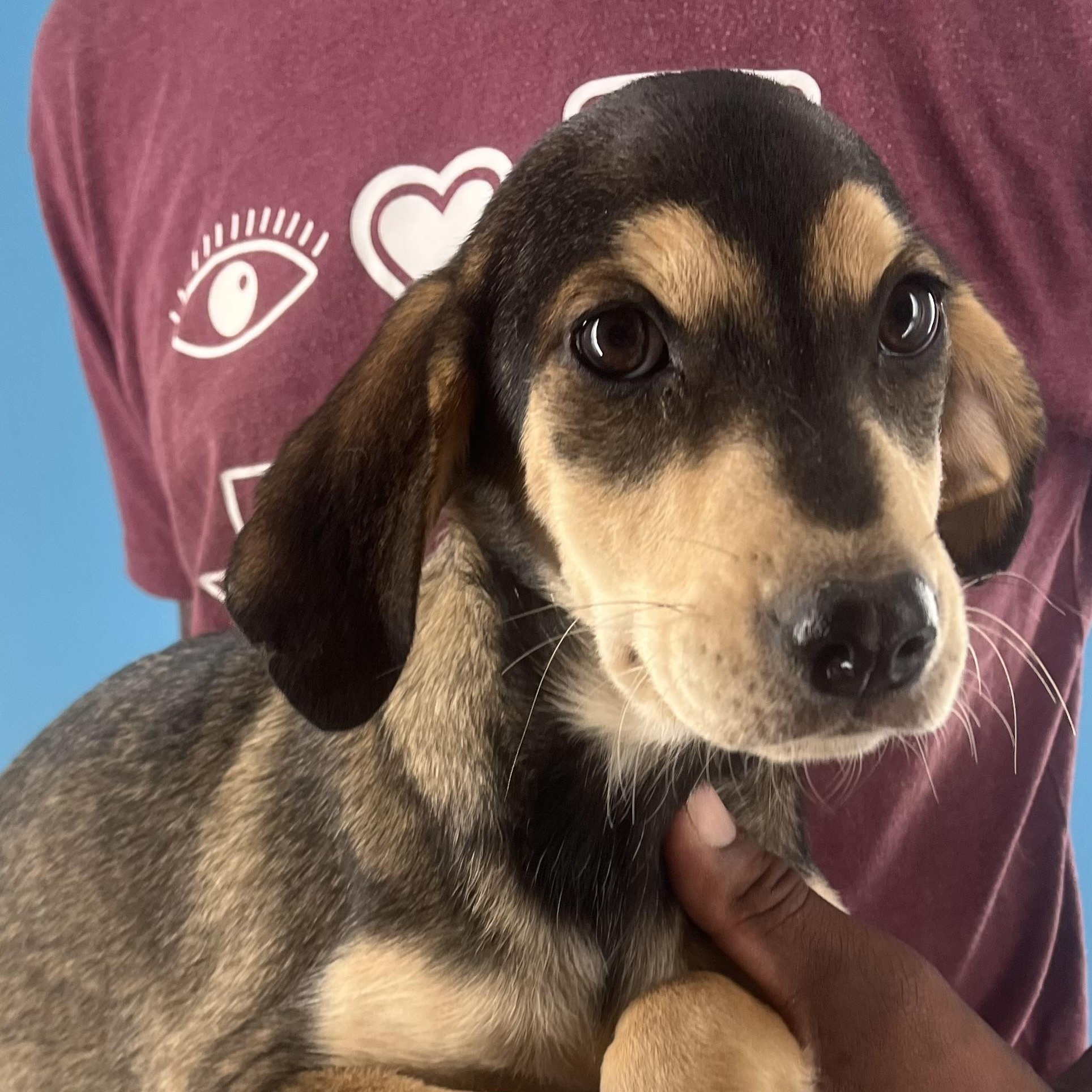 Enlarge Denton - Local March 13-15, an adoptable mixed breed in Beaverton , OR image 3/6