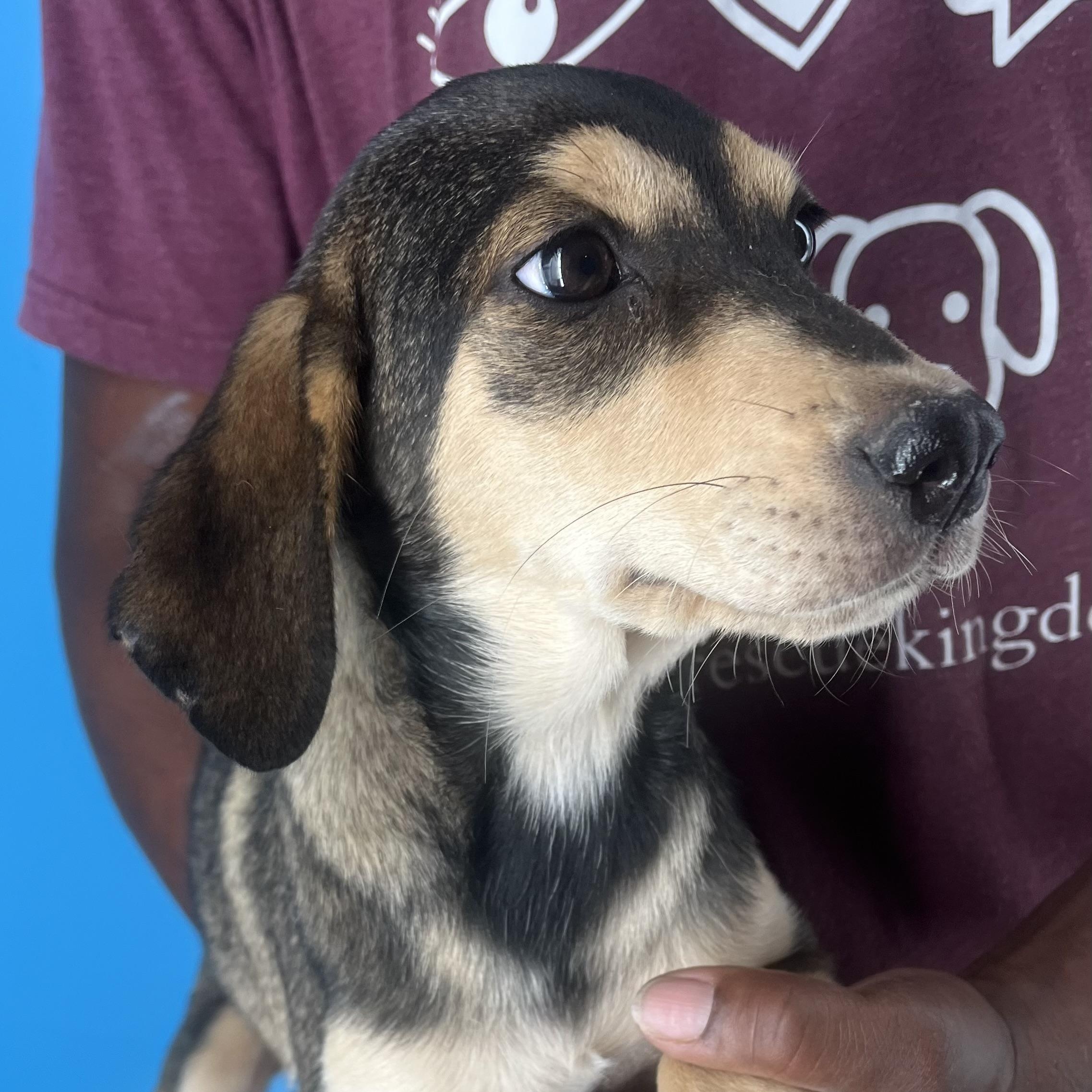 Enlarge Denton - Local March 13-15, an adoptable mixed breed in Beaverton , OR image 5/6