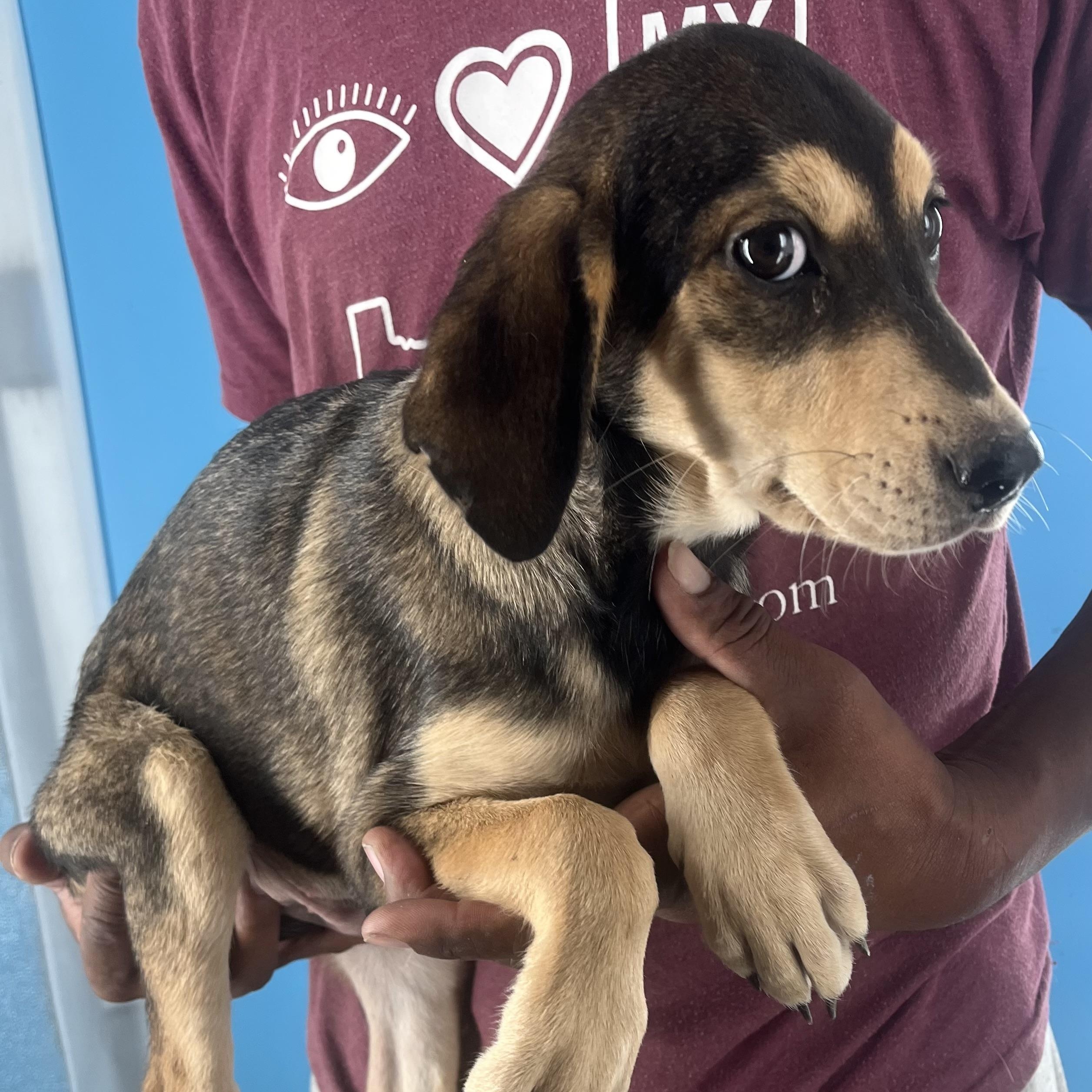 Enlarge Denton - Local March 13-15, an adoptable mixed breed in Beaverton , OR image 6/6