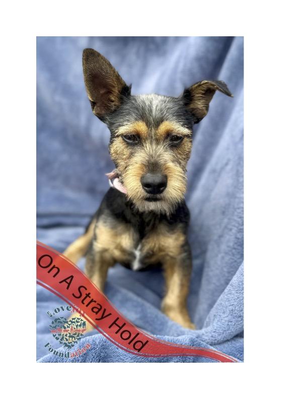 STRAY HOLD UNTIL 07302025 A photo with a stray hold banner is public and posted in a desire to reu