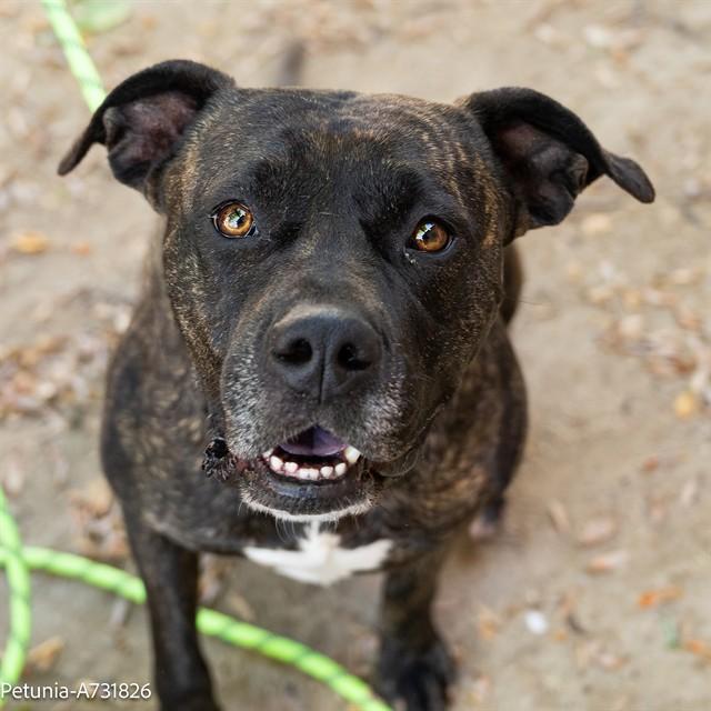 Enlarge PETUNIA, a Adoptable Pit Bull Terrier in Sacramento, CA image 1/1