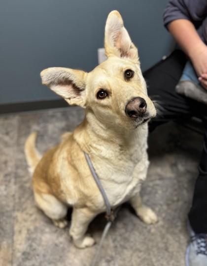 Enlarge Willa, a ADOPTABLE Mixed Breed in Missoula, MT image 1/1