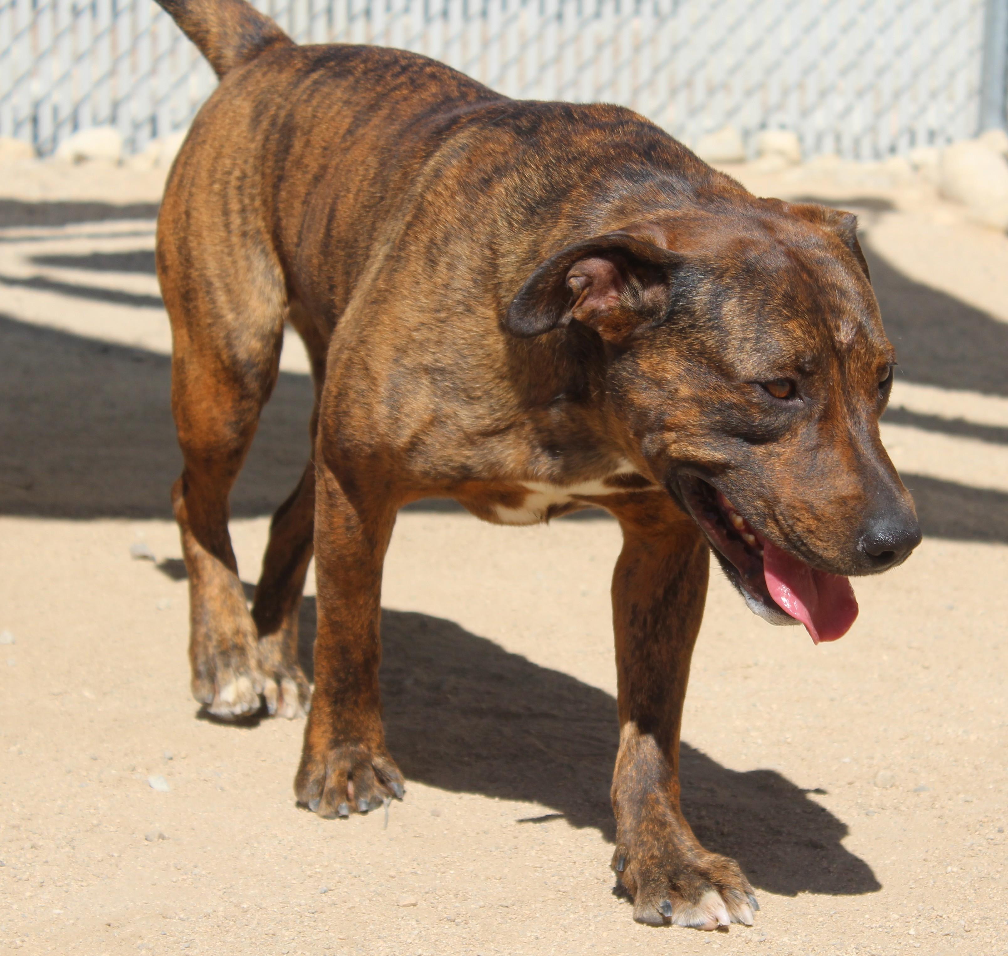 Enlarge Britney, a Adoptable mixed breed in Yucca Valley, CA image 6/6
