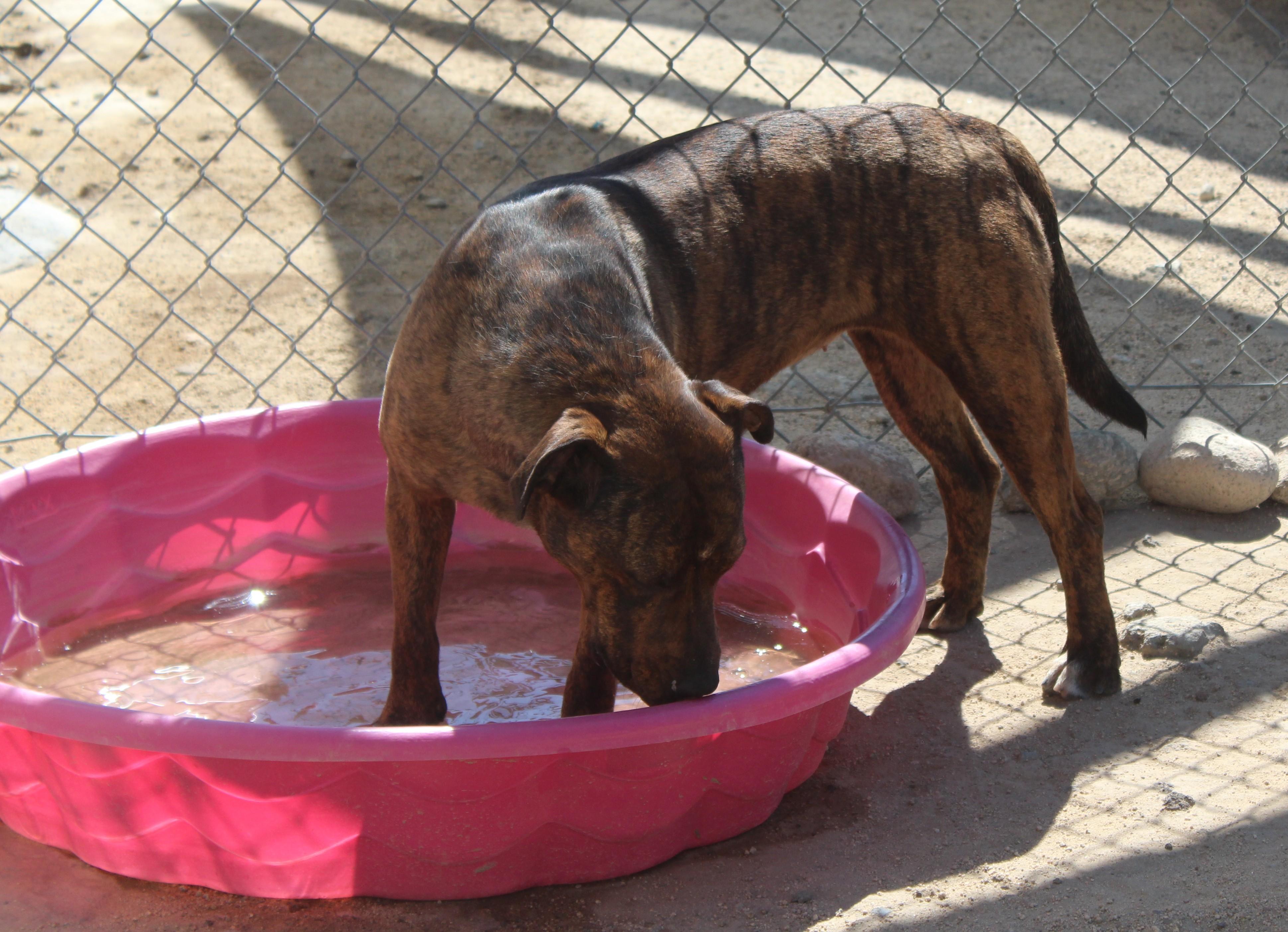 Enlarge Britney, a Adoptable mixed breed in Yucca Valley, CA image 3/6