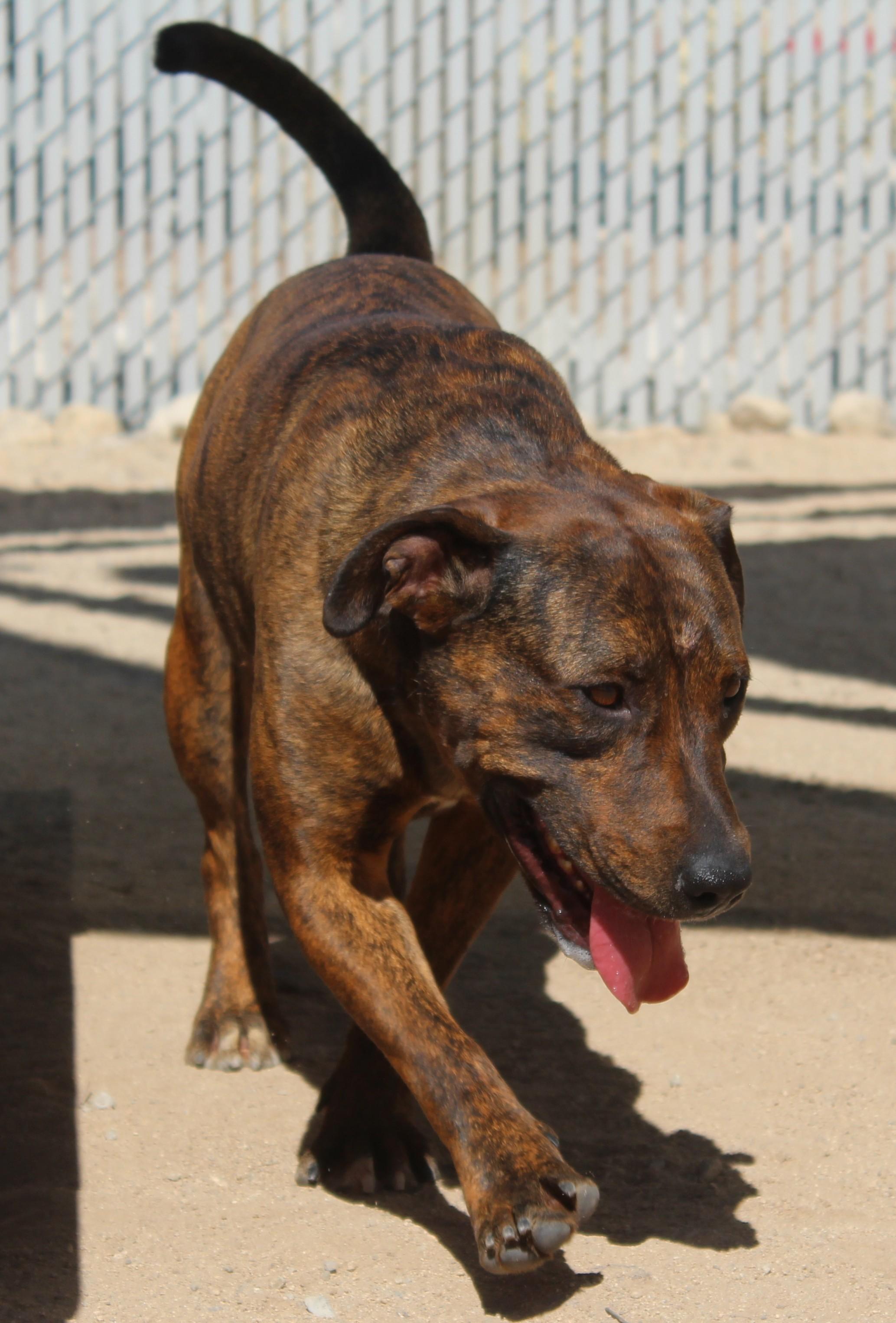 Enlarge Britney, a Adoptable mixed breed in Yucca Valley, CA image 2/6