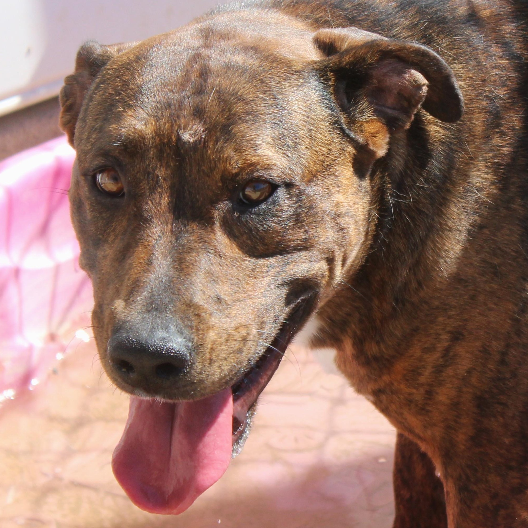 Britney, Adoptable, Adult Female Pit Bull Terrier & Rottweiler.