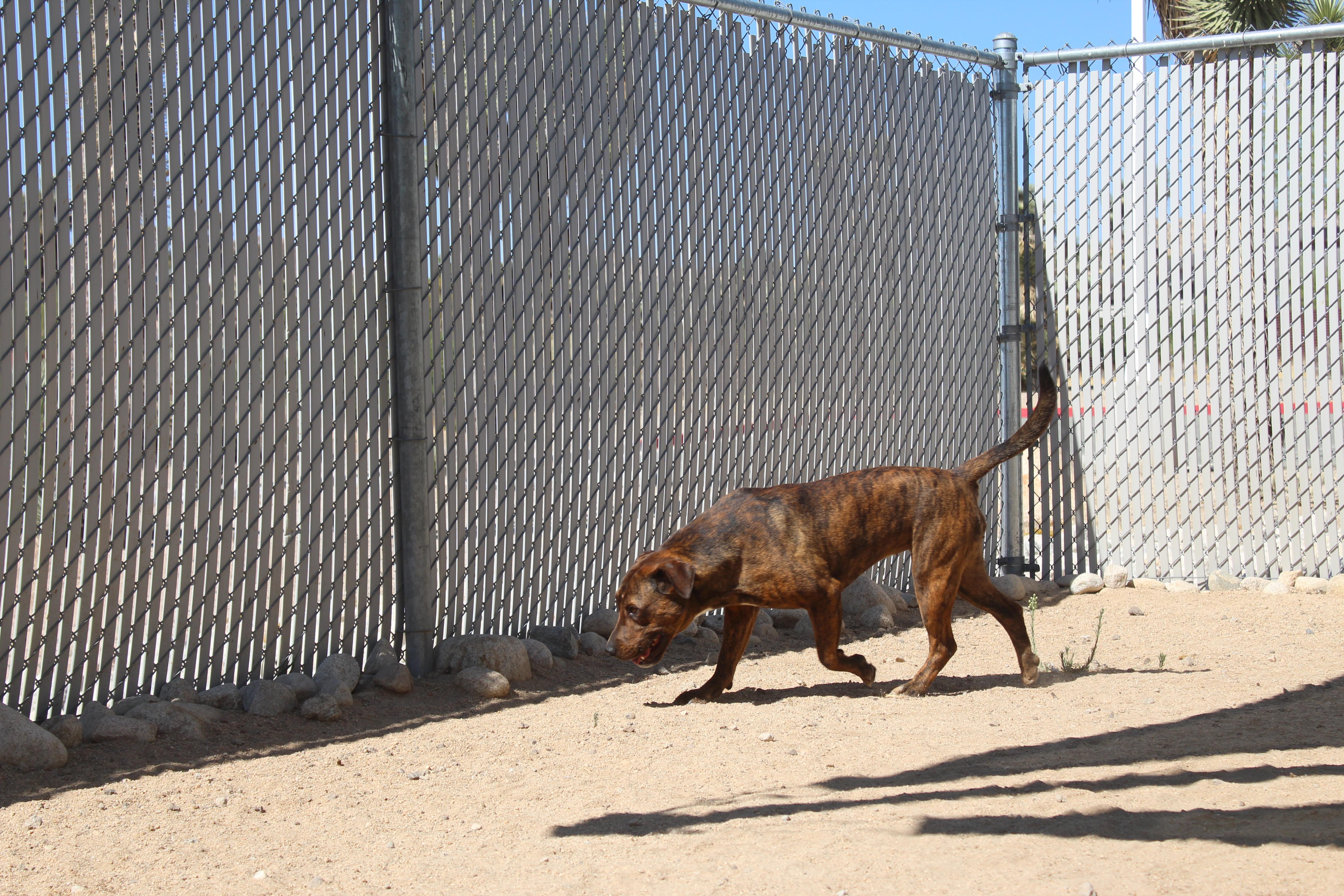 Enlarge Britney, a Adoptable mixed breed in Yucca Valley, CA image 5/6