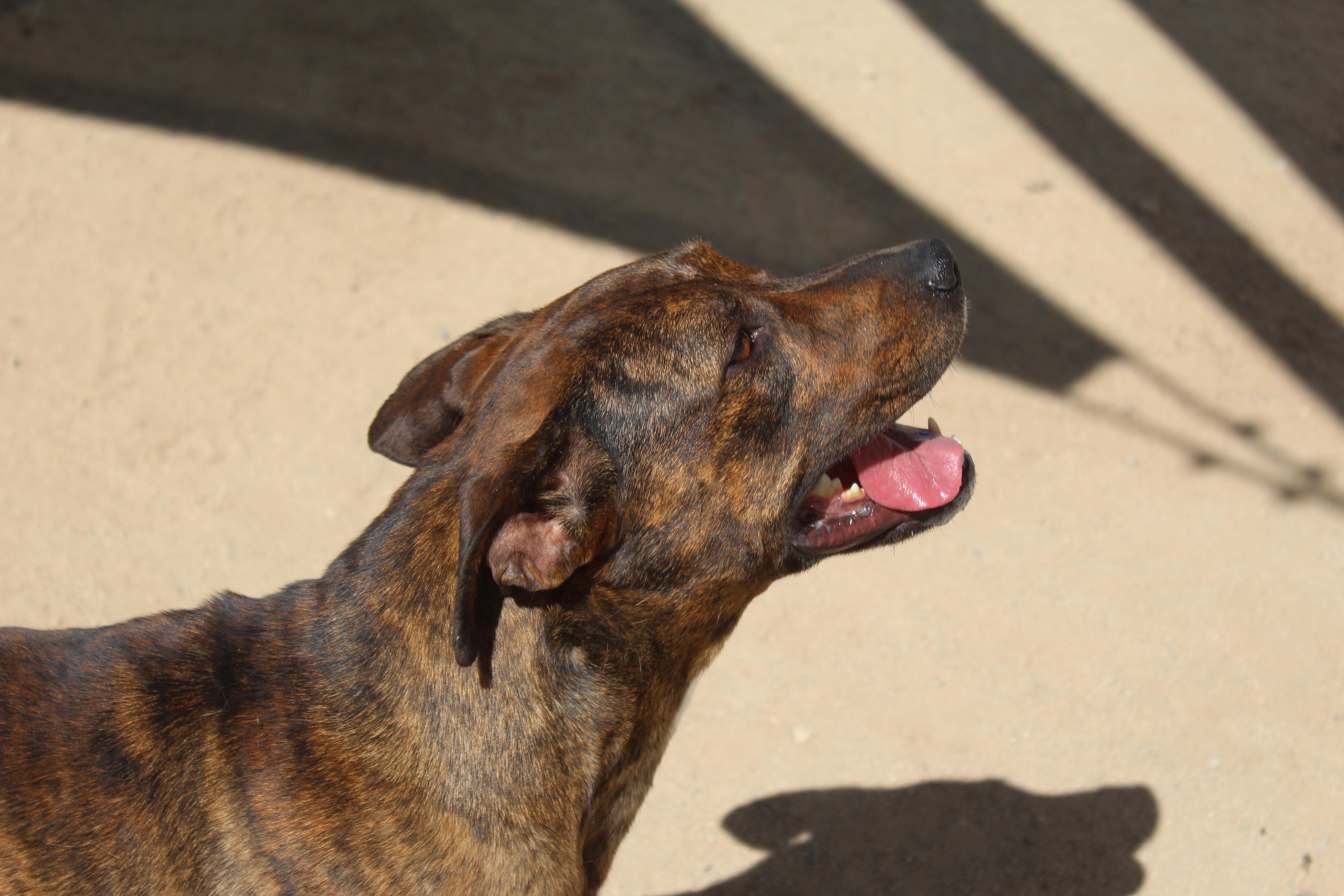 Enlarge Britney, a Adoptable mixed breed in Yucca Valley, CA image 4/6