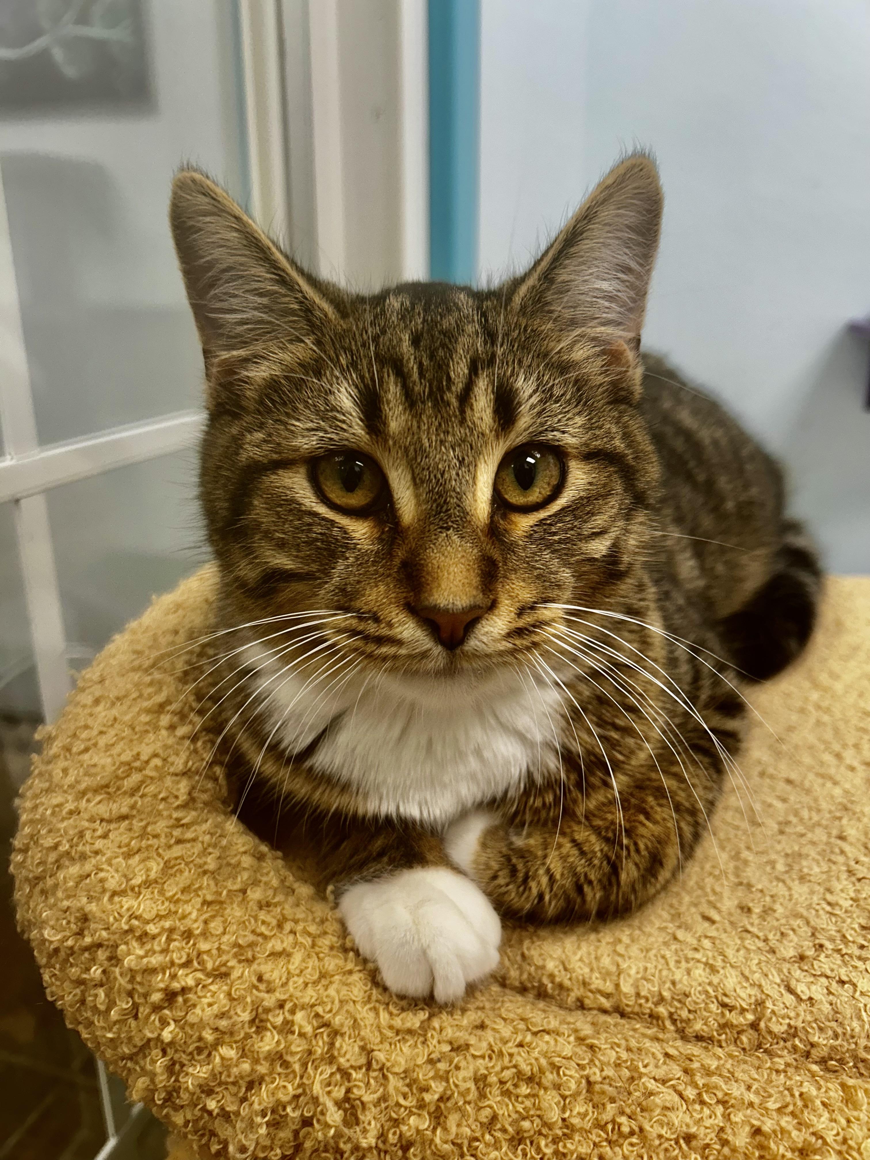 Bocelli, Adoptable, Kitten Male Tabby.