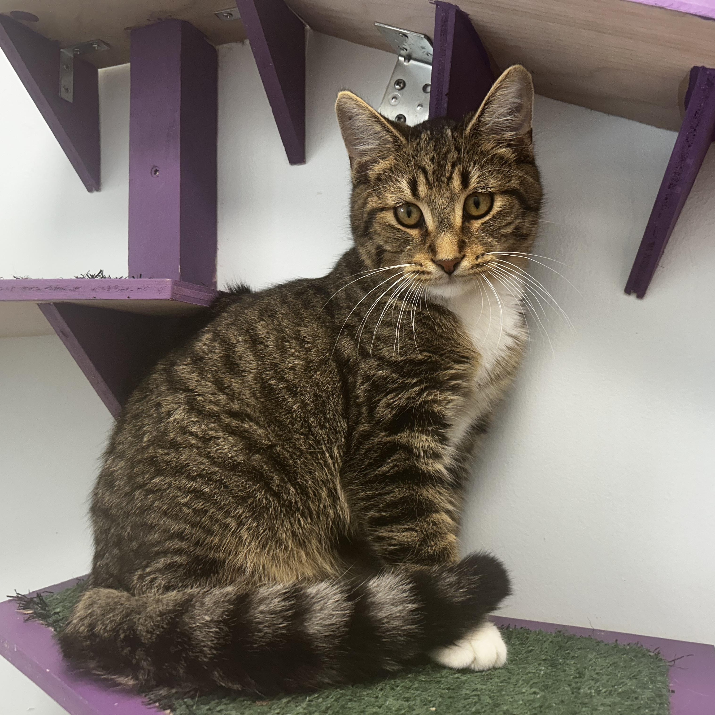 Enlarge Bocelli, a Adoptable Tabby in Grand Rapids, MI image 5/6