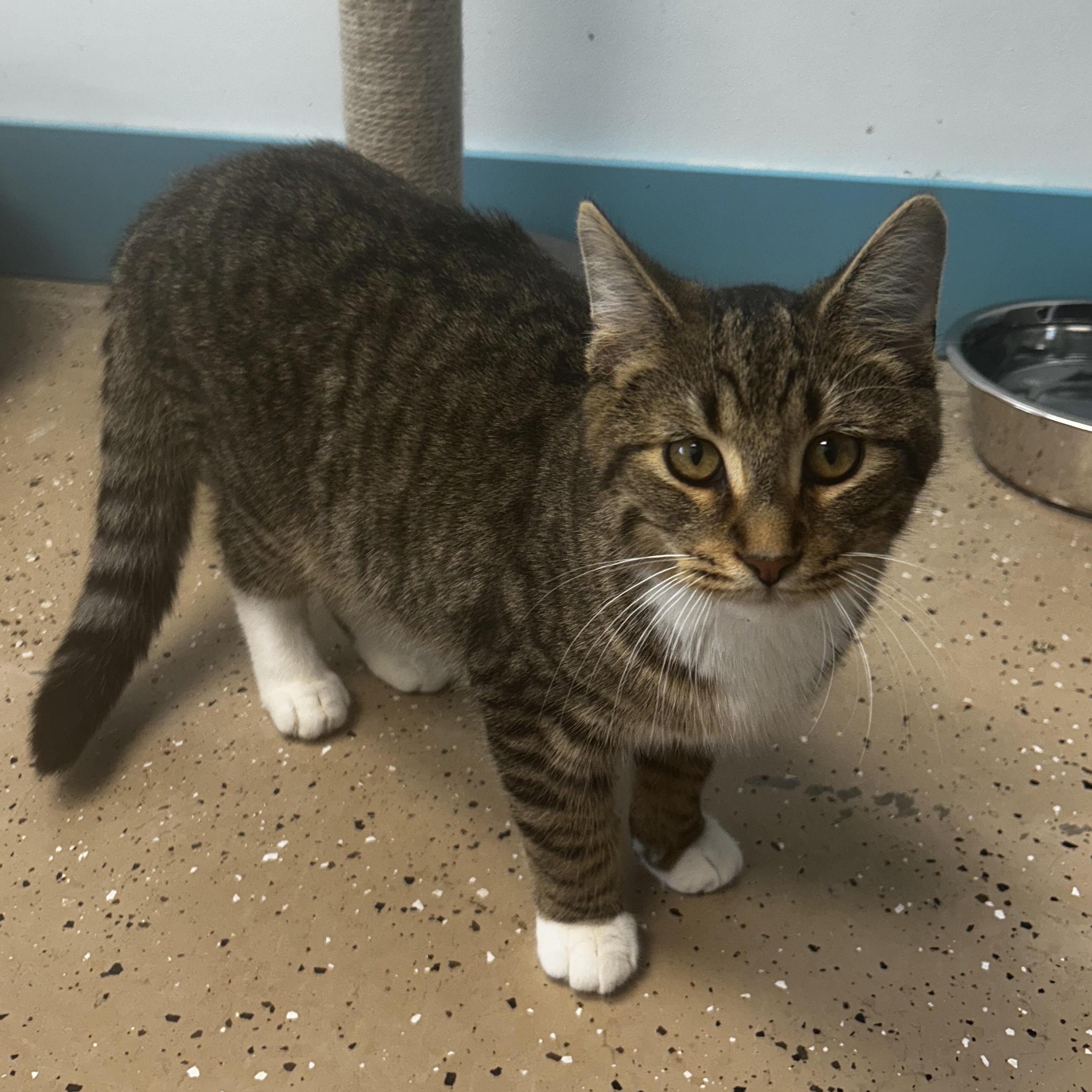 Enlarge Bocelli, a Adoptable Tabby in Grand Rapids, MI image 6/6