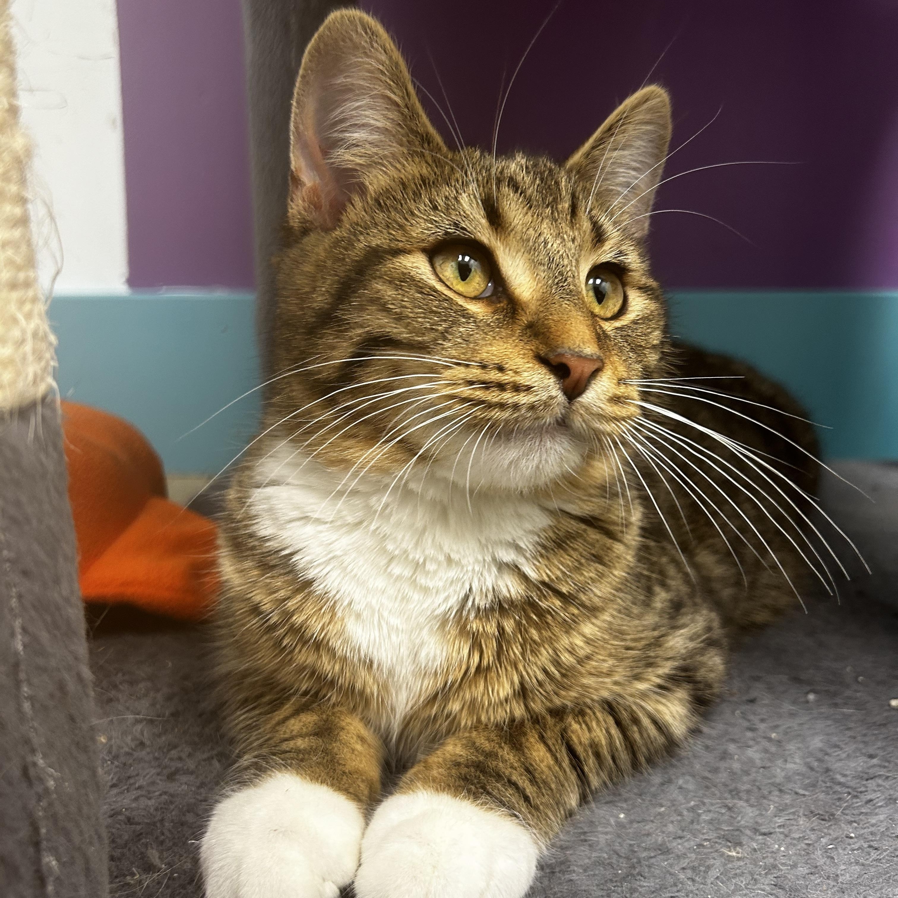 Enlarge Bocelli, a Adoptable Tabby in Grand Rapids, MI image 3/6