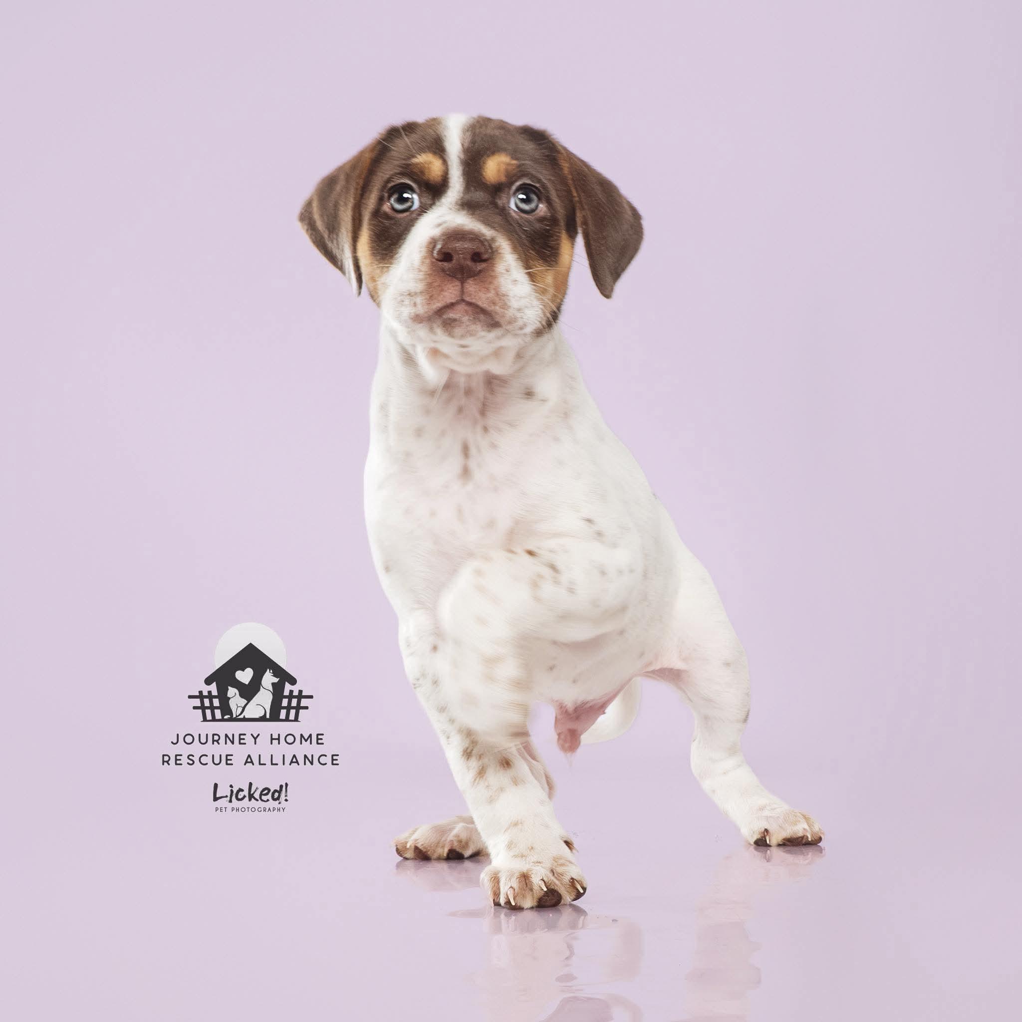 Enlarge Bruno, a ADOPTABLE mixed breed in Wando, SC image 2/2