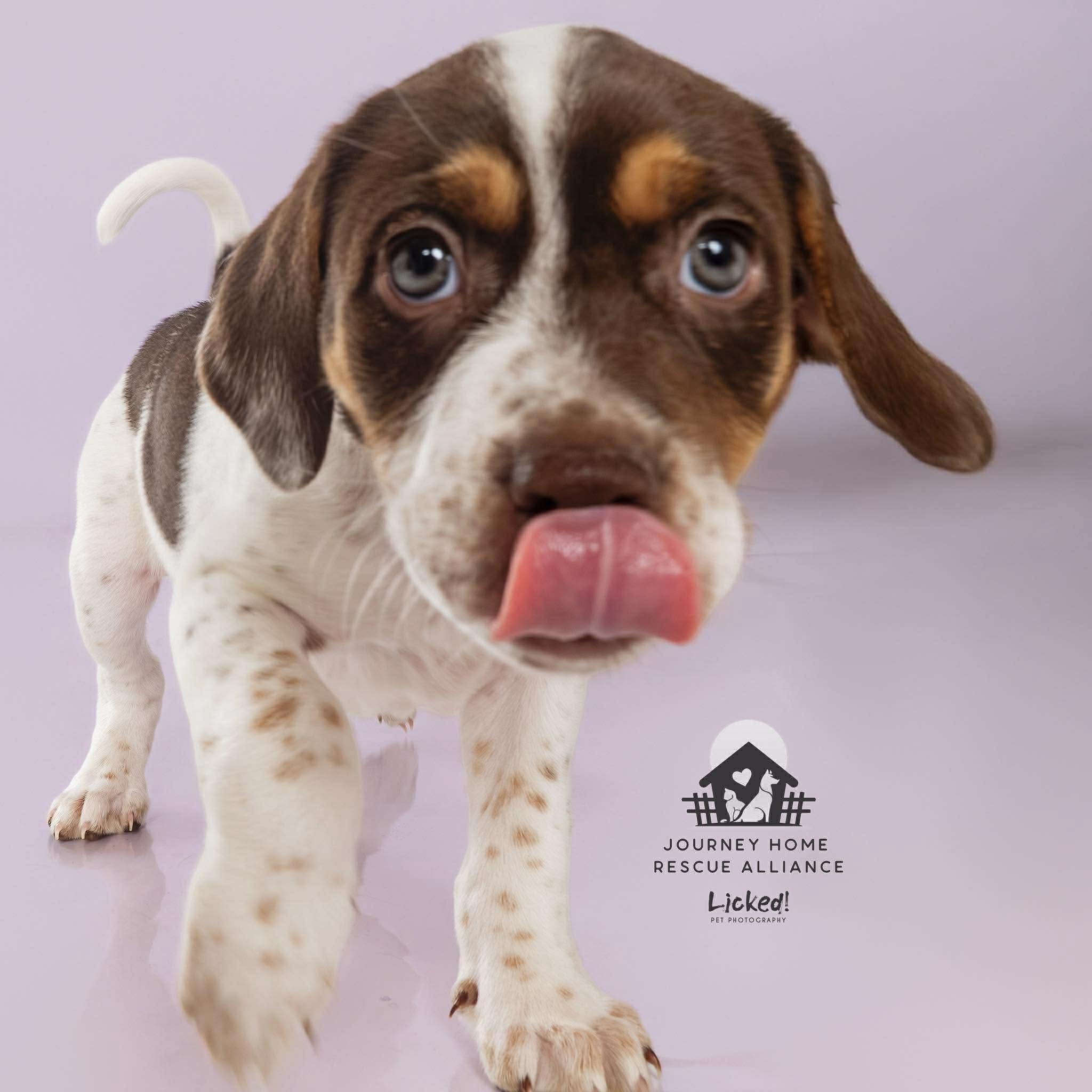 Bruno, ADOPTABLE, Puppy Male Spaniel & Mixed Breed.