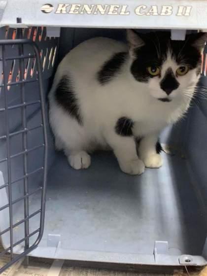 Enlarge Panda bear, a Adoptable Domestic Short Hair in Bath, NY image 1/1