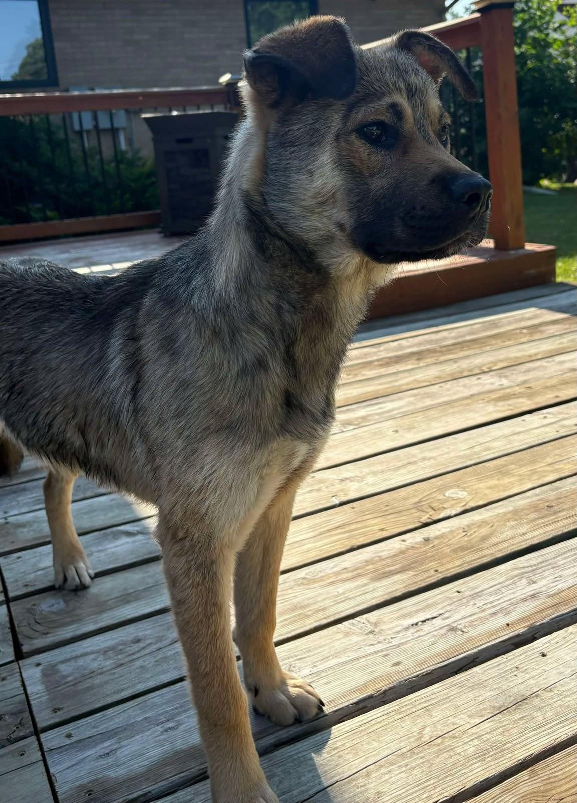Oakley, Young Male Shepherd