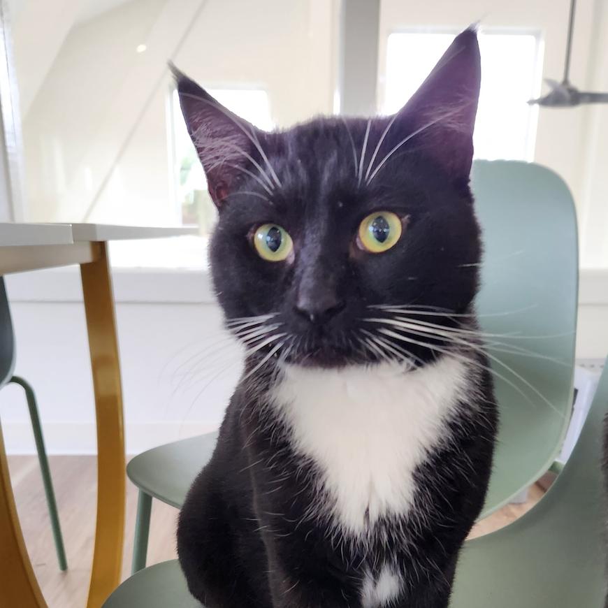 Enlarge Pepsi, a Adoptable Domestic Short Hair in Chapel Hill, NC image 1/2