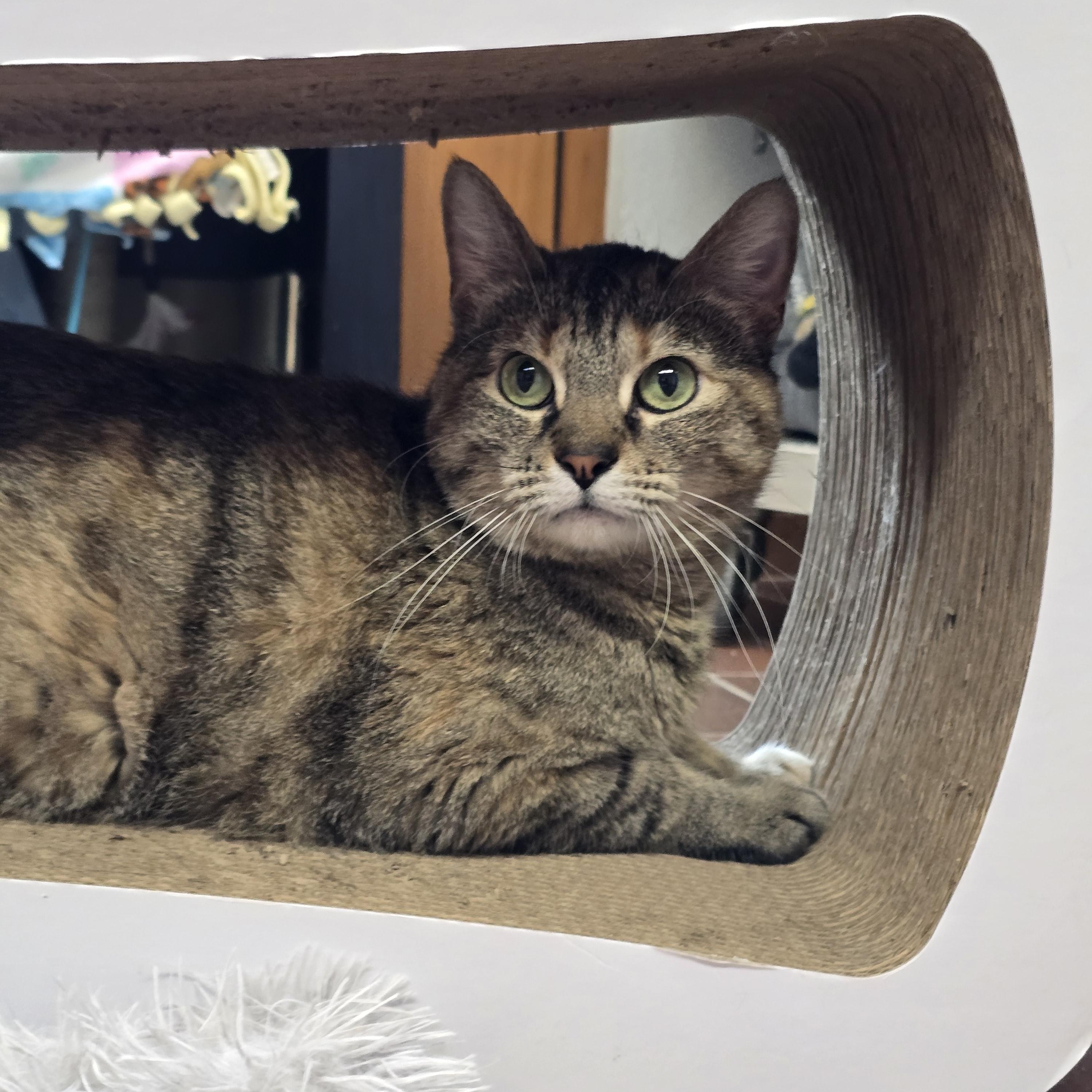 Kitty, ADOPTABLE, Adult Female Domestic Short Hair.