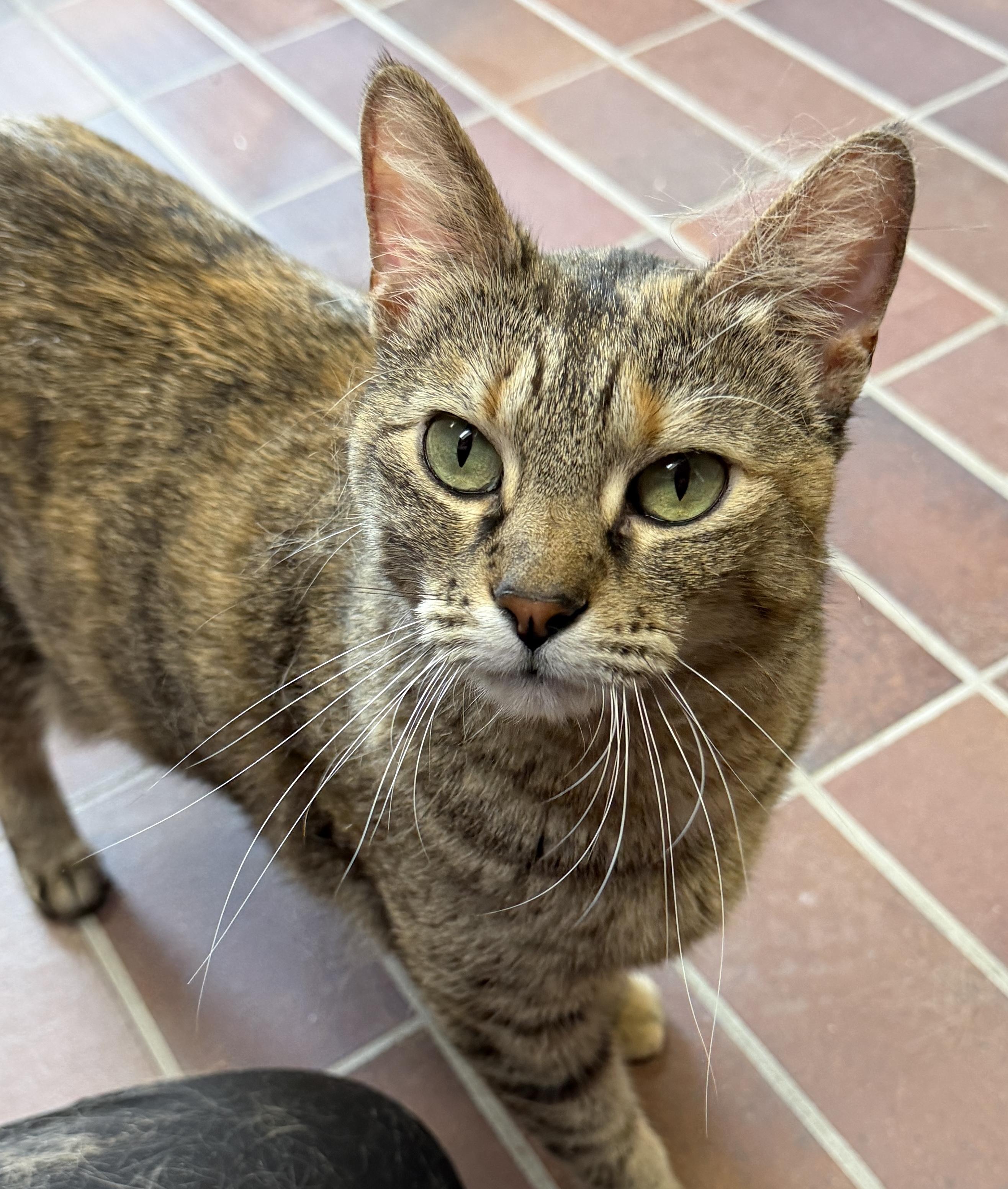 Enlarge Kitty, a ADOPTABLE Domestic Short Hair in Des Moines, IA image 3/3