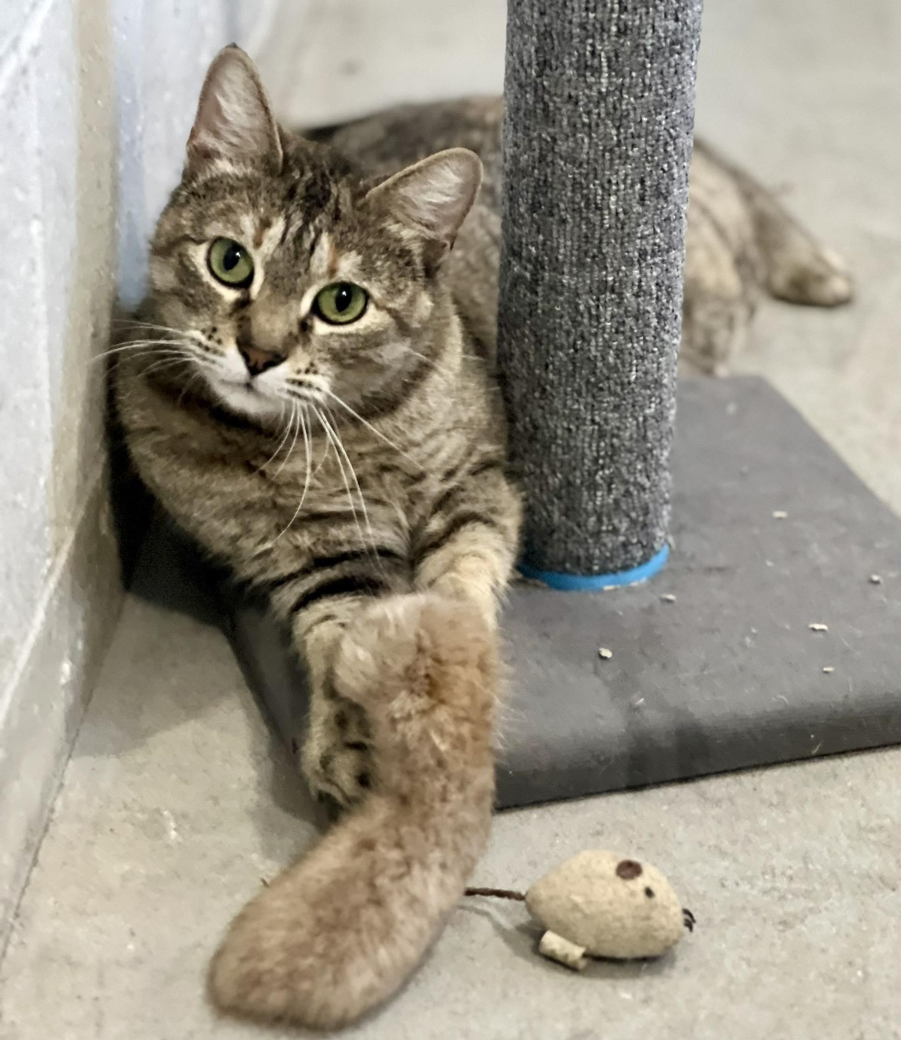 Enlarge Kitty, a ADOPTABLE Domestic Short Hair in Des Moines, IA image 2/3