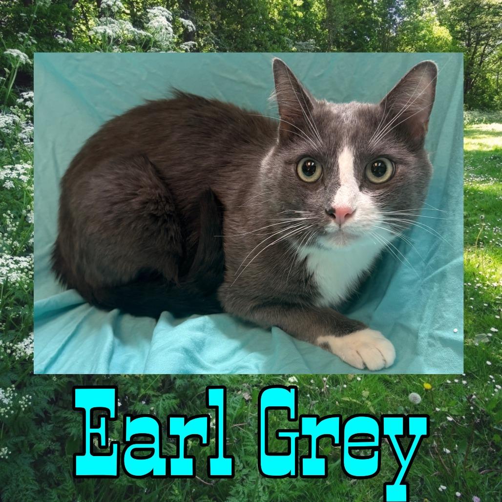 Enlarge Earl Grey, a Adoptable mixed breed in Royse City, TX image 1/1