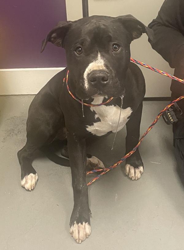 *Churro*, a Adoptable mixed breed in Salt Lake City, UT image 1/2