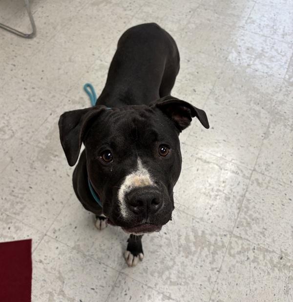 *Churro*, a Adoptable mixed breed in Salt Lake City, UT image 2/2