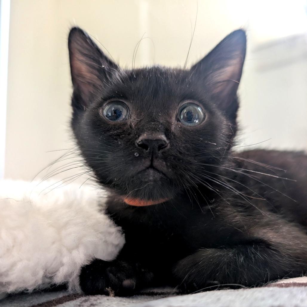 Enlarge Spyro (orange), a Adoptable Domestic Short Hair in Baltimore, MD image 2/2