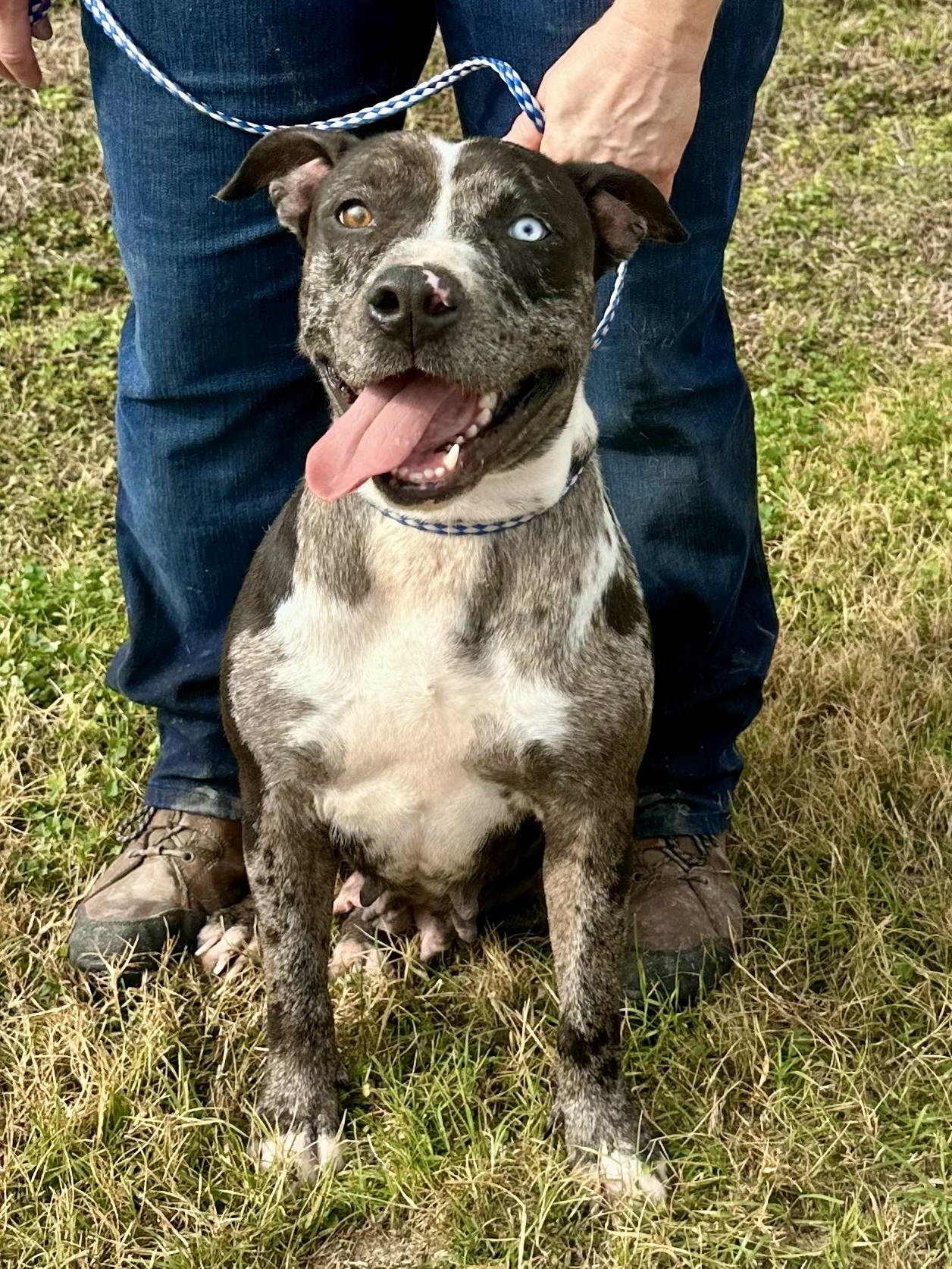 Jazz, ADOPTABLE, Adult Female American Staffordshire Terrier & Catahoula Leopard Dog.