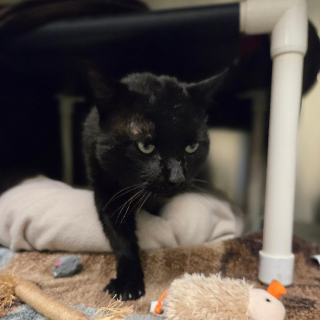 Triple Dipper, a Adoptable Domestic Short Hair in Charlottesville, VA image 1/5