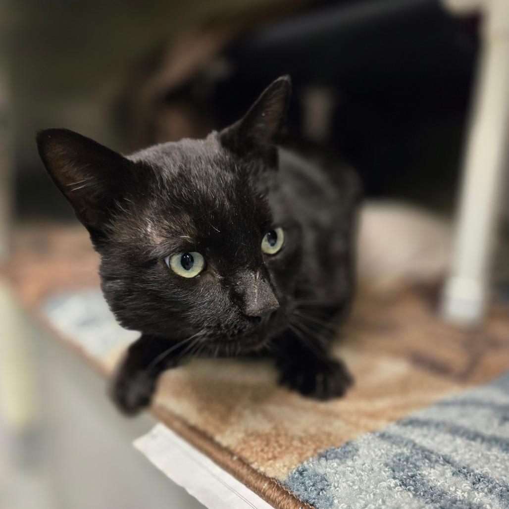 Triple Dipper, a Adoptable Domestic Short Hair in Charlottesville, VA image 2/5
