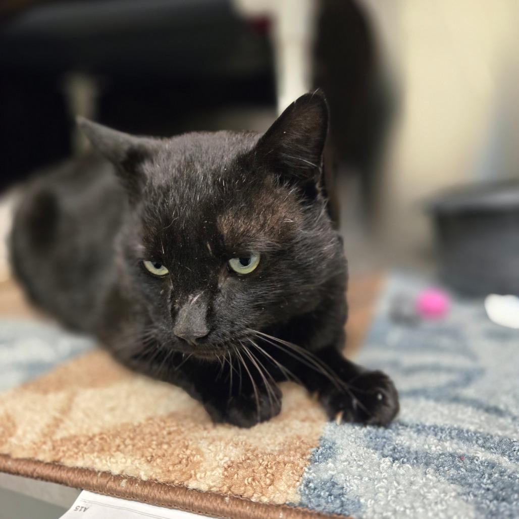 Triple Dipper, a Adoptable Domestic Short Hair in Charlottesville, VA image 3/5