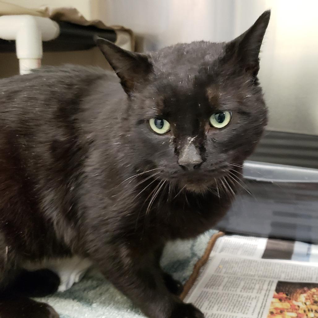 Triple Dipper, a Adoptable Domestic Short Hair in Charlottesville, VA image 4/5