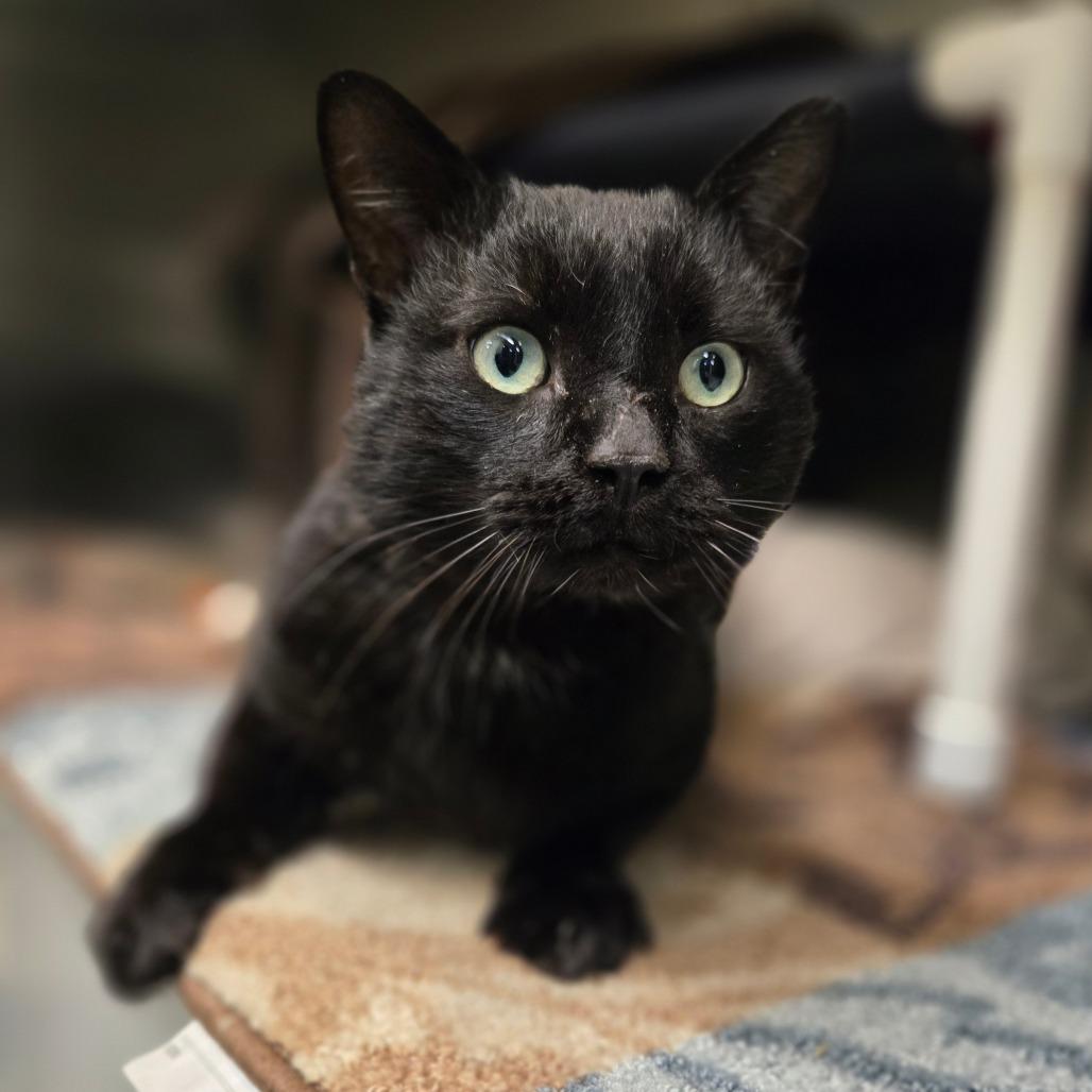 Triple Dipper, a Adoptable Domestic Short Hair in Charlottesville, VA image 5/5