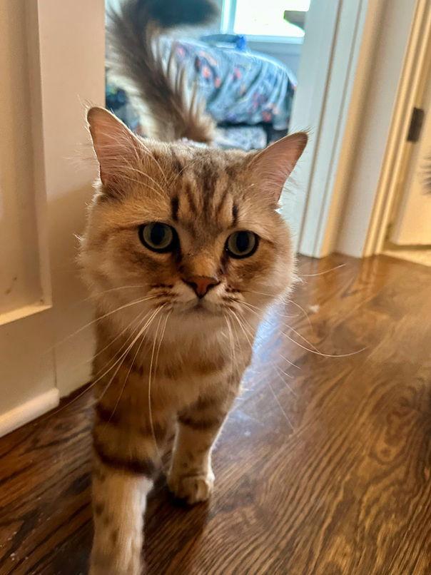 Remington, Adopted, Adult Male Ragamuffin.