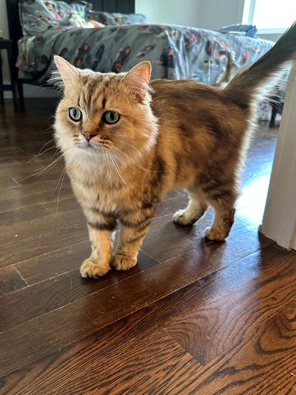 Enlarge Remington, a Adopted Ragamuffin in Nashville, TN image 2/3