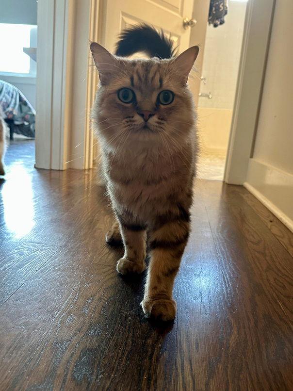 Enlarge Remington, a Adopted Ragamuffin in Nashville, TN image 3/3