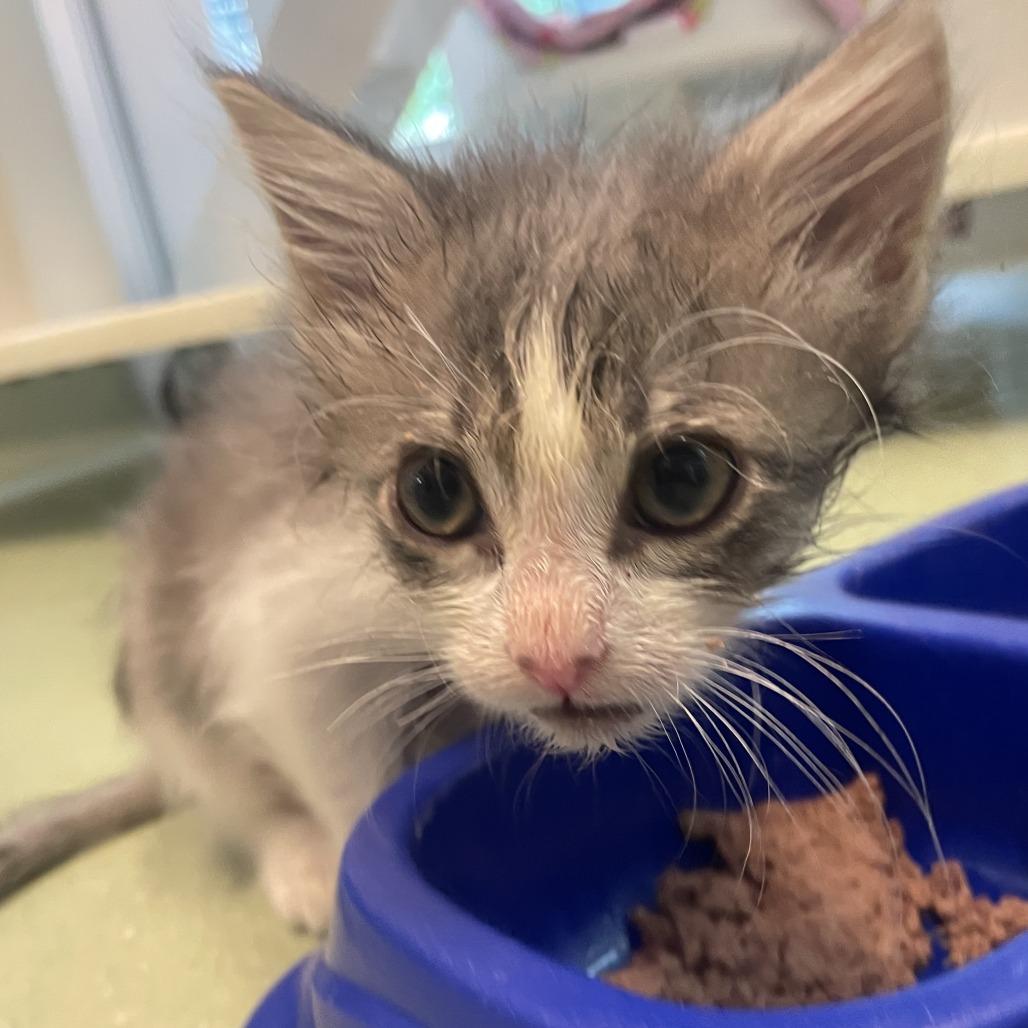 McFlurry, Adoptable, Kitten Female Domestic Short Hair.